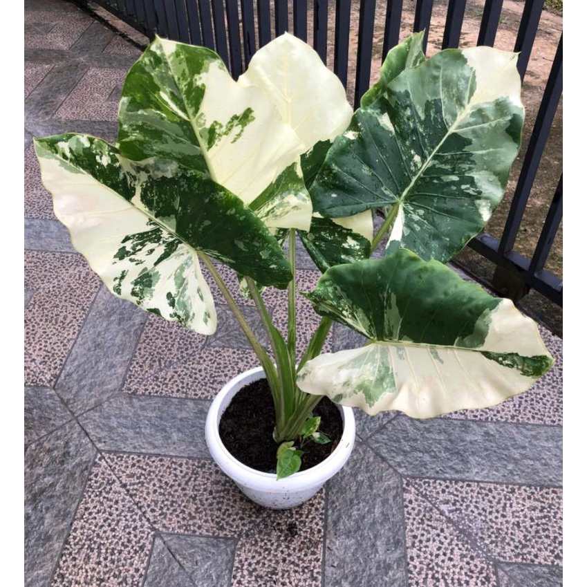 tanaman hias bunga keladi sente/ varigata albino INDUKAN kosiamart