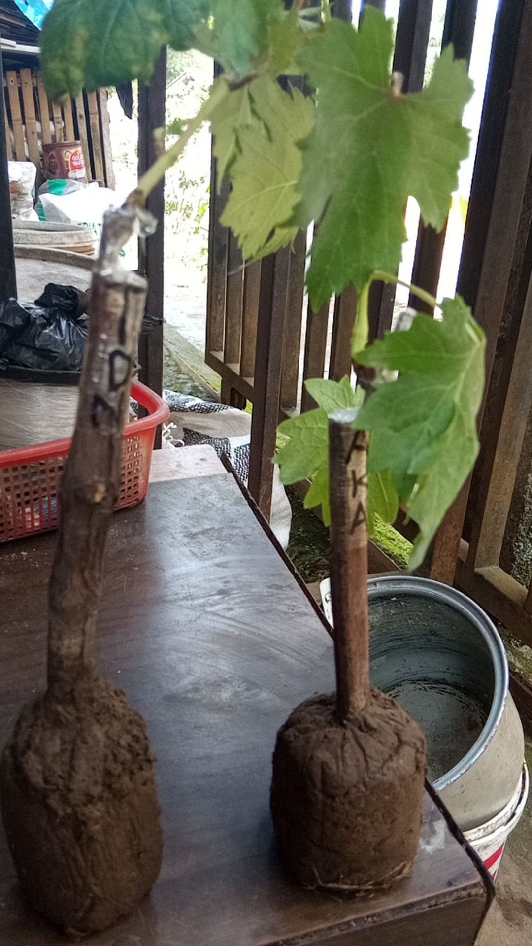 Bibit Anggur Taldun Valid