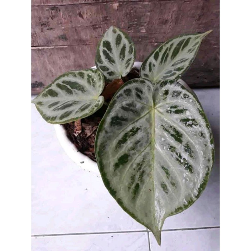 kuping gajah silver blush