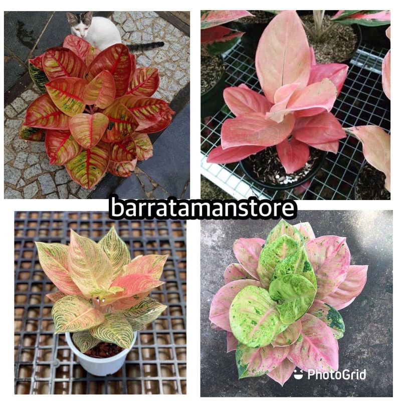 PROMO"Paket 4 anakan aglonema {Romantic love,Nezkia,Golden hope,Emerald}