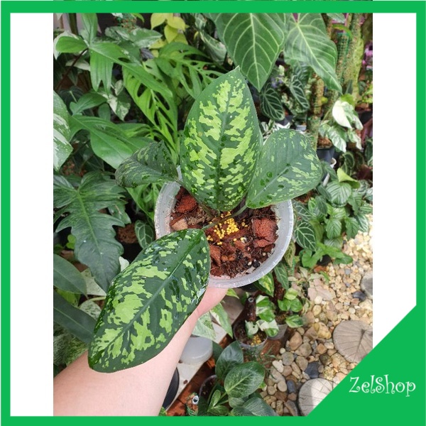 Homalomena Variegata Army / Homalomena Varigata Army