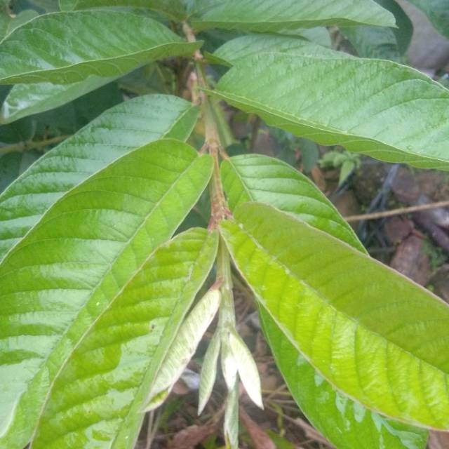 

Daun Jambu Biji Segar 500gram Daun Jambu Segar