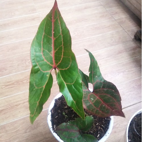 Alocasia Black Jack Cyrtosperma Johnstonii
