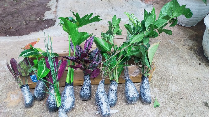 Tanaman Hias Kacapiring