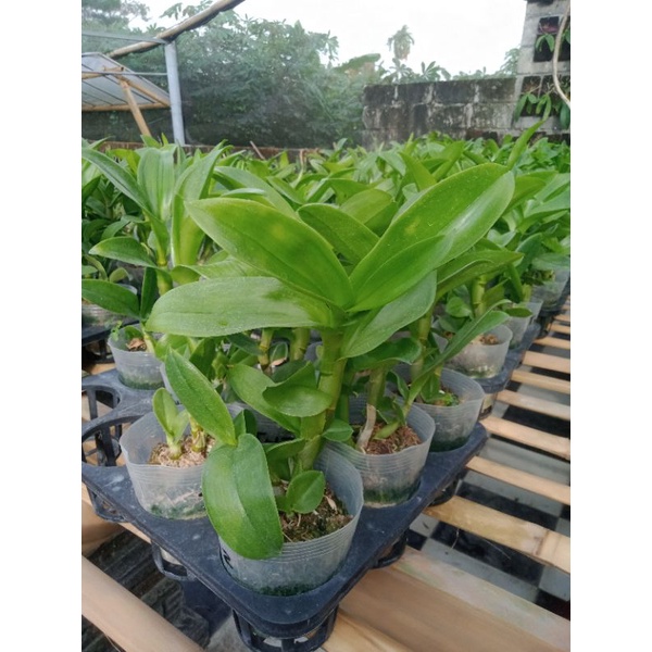dendrobium dewasa besar