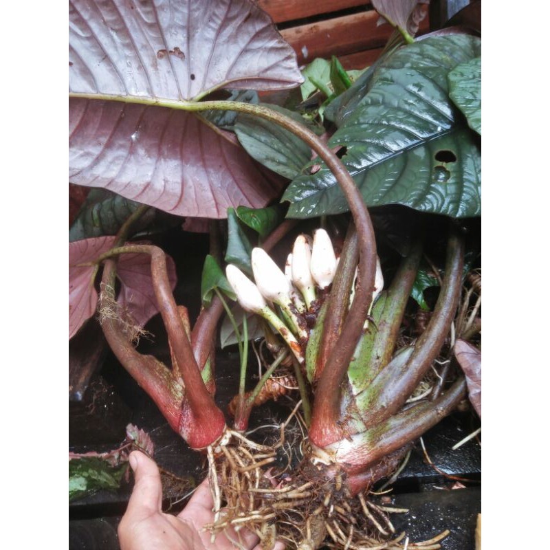Alocasia Regina (Bonggolan)