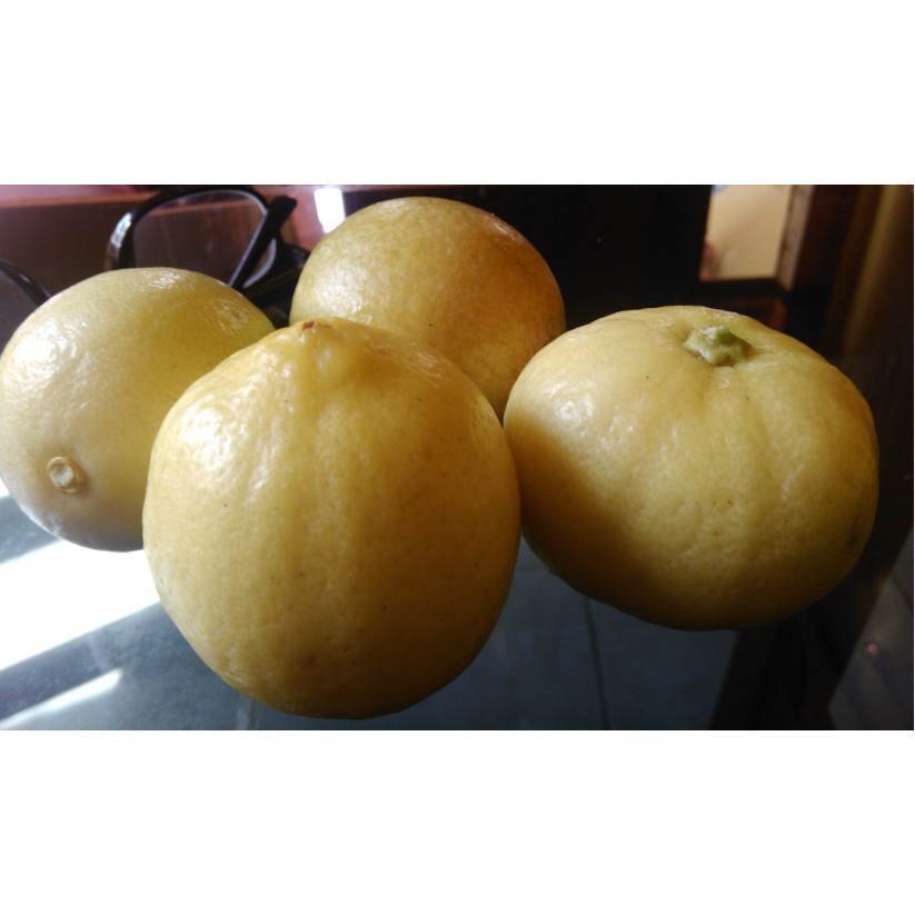 

Lemon Tea (Lokal)