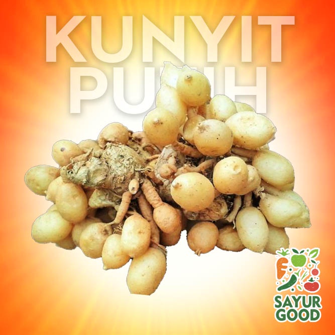 

Kunyit Putih Segar / 250gr