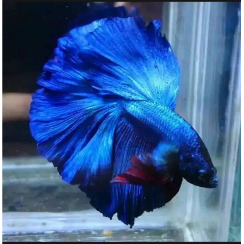 

IKAN HIAS JENIS HALFMON//BONUS DAUN KETAPANG