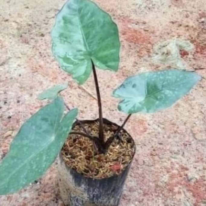 Pohon keladi Hitam / Sente Hitam Tanaman hias Keladi Sente Hitam