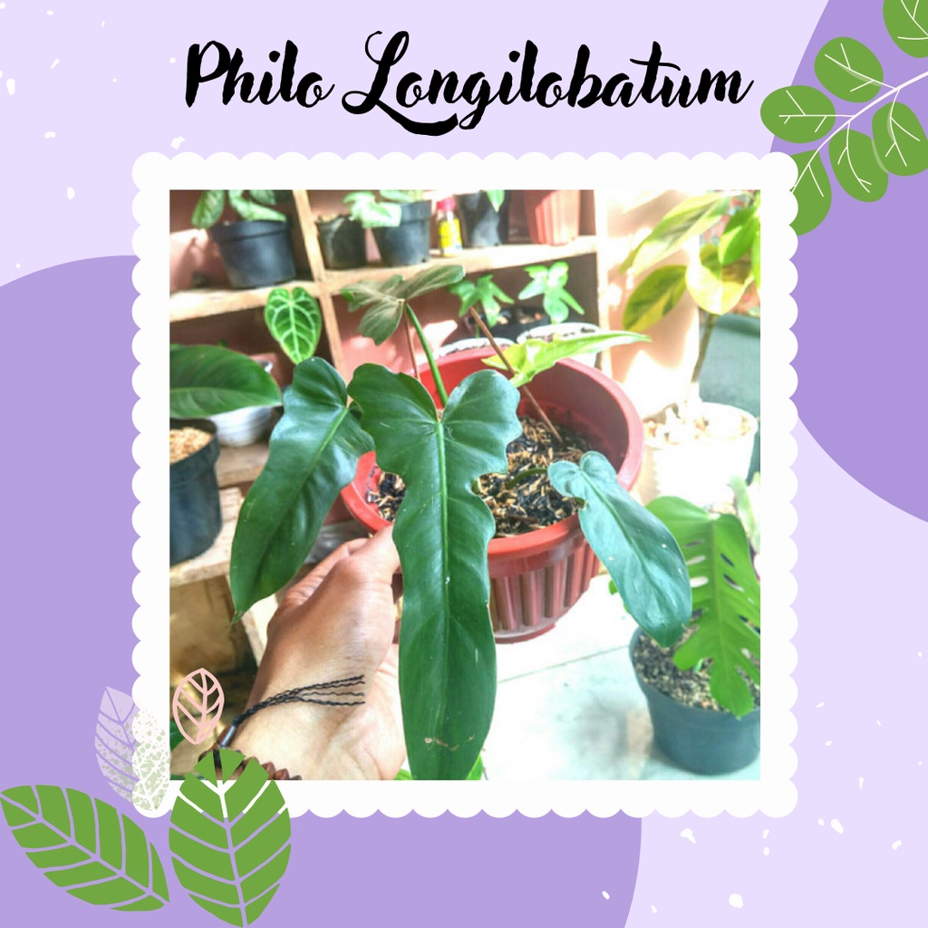 Tanaman Philo Longilobatum Koleksi Philodendron Langka Philo Longilobatum