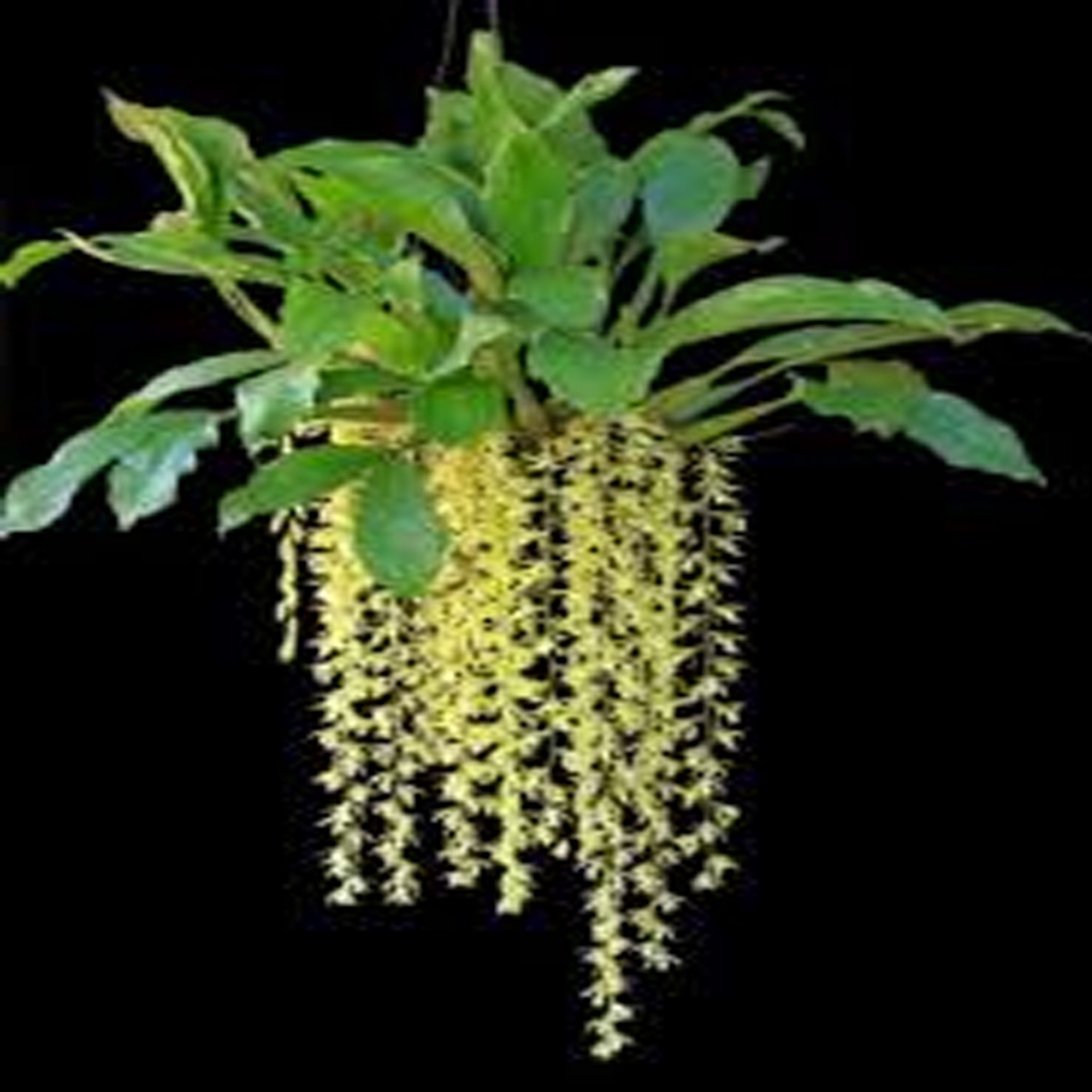 Xiphidium Caeruleum Anggrek cantik tanaman hias