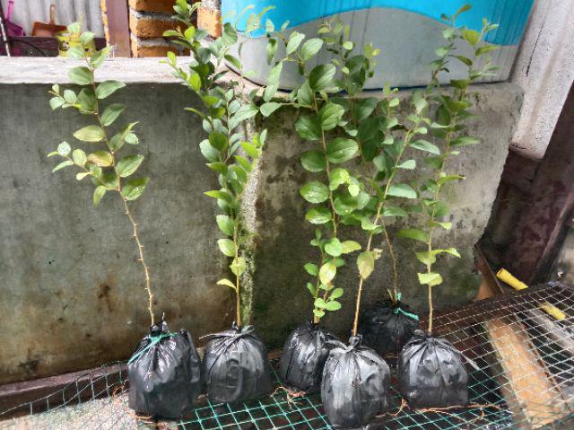 Pohon Bidara Arab / Bibit Bidara Arab / Pohon Sidr