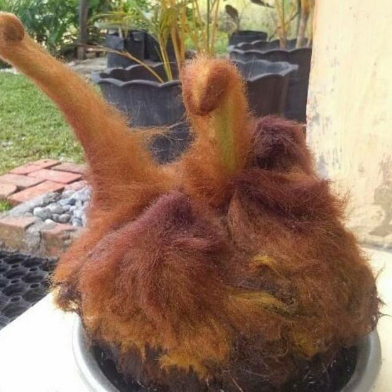 Tanaman Hias Pakis Monyet jumbo