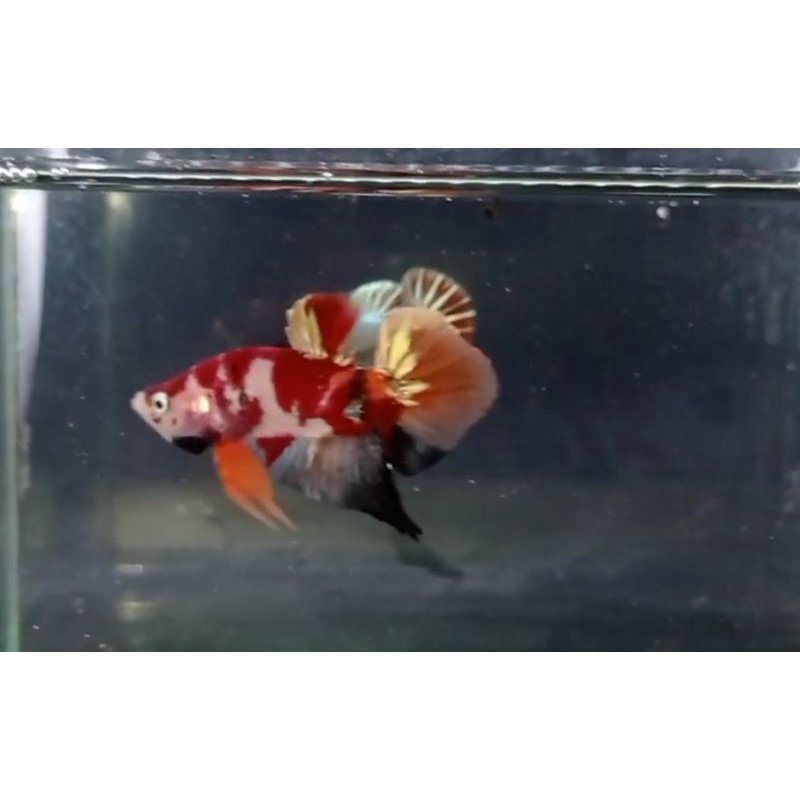 cupang plakat nemo copper gold size m real video