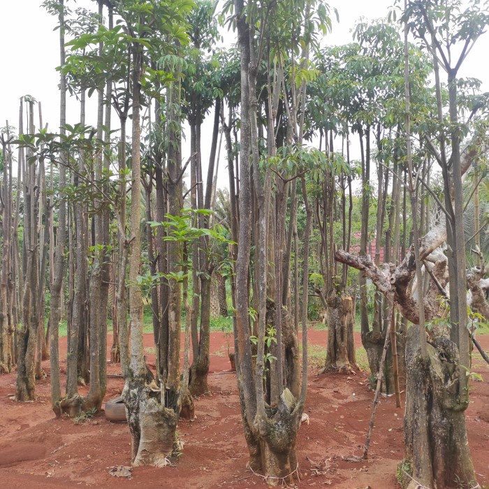 Pohon Pule | Pohon Pulay | Promo Pohon Pule medium Size