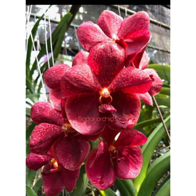 ANGGREK VANDA REMAJA HYBRID