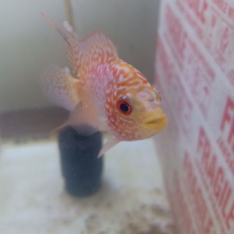 louhan golden Base KF import Thailand