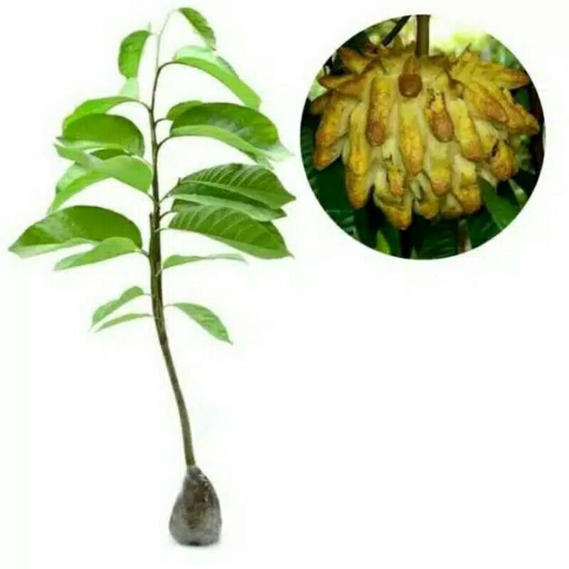 bibit tanaman buah srikaya biriba