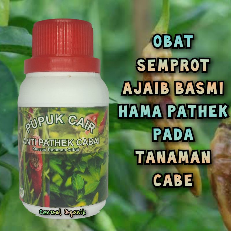 Pupuk Fungsida Organik Anti Hama Pathek Obat Pathek Cabe Pupuk Cabe Organik Anti Busuk Pupuk Anti Ha