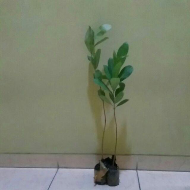 Bibit Buah Juwet Hitam