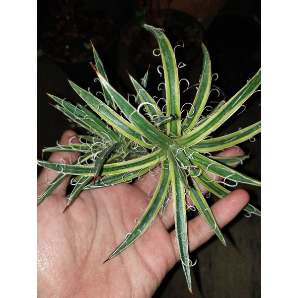 Agave leopoldii varigata