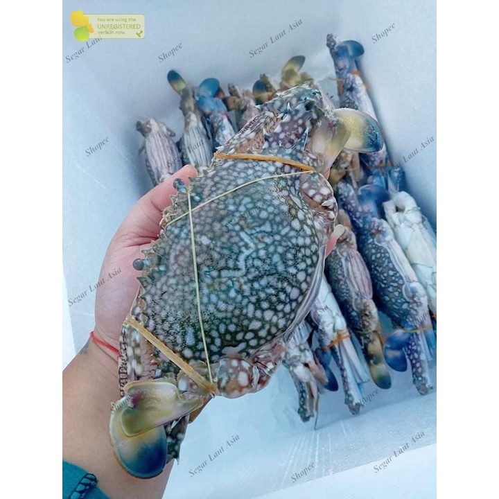 

Rajungan Segar Rajungan Fresh Kepiting Rajungan 1Kg