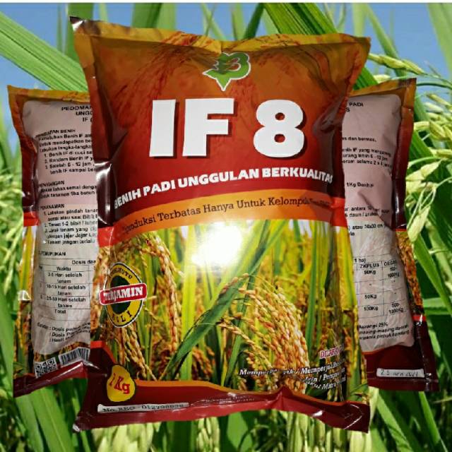 Benih Padi Unggul IF 8 AB2TI