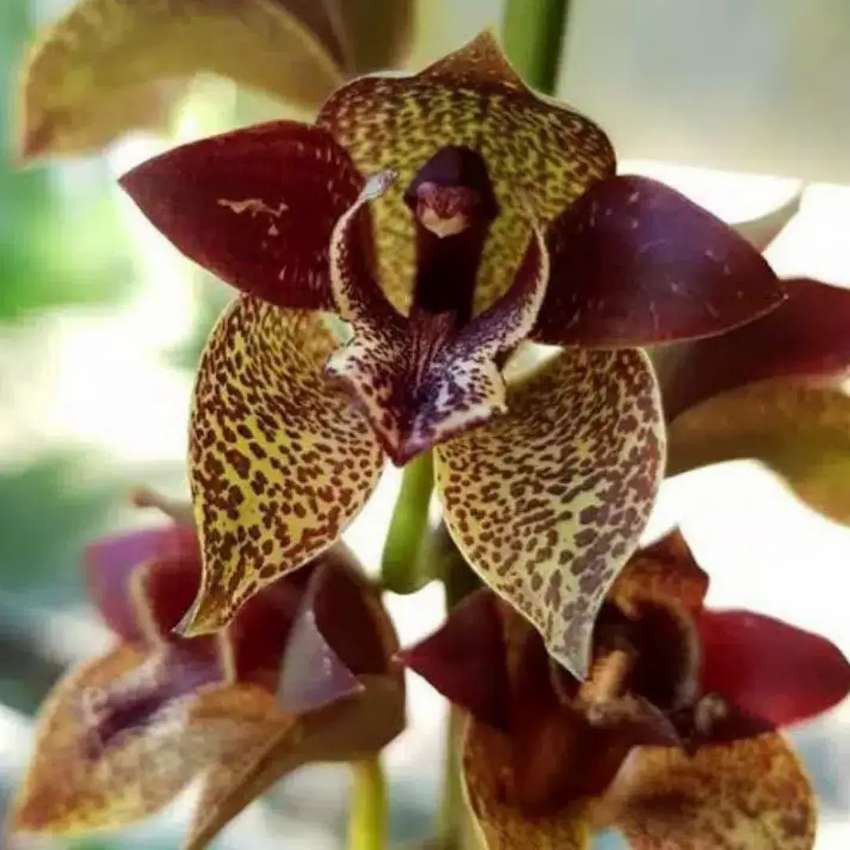 Anggrek Murah Grammatophyllum Stapeliiflorum Remaja