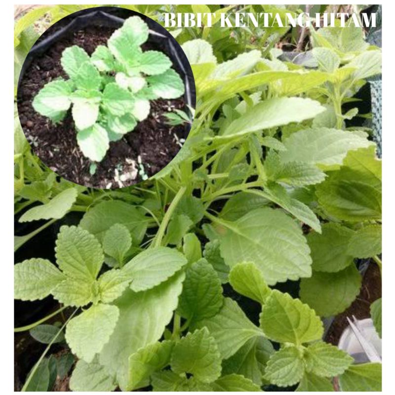 Bibit Kentang Hitam Jawa Kleci