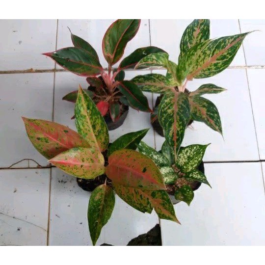 Tanaman Aglaonema Paket 4 tanaman aglonema Bigroy - butterfly - Lipstik - Snow White