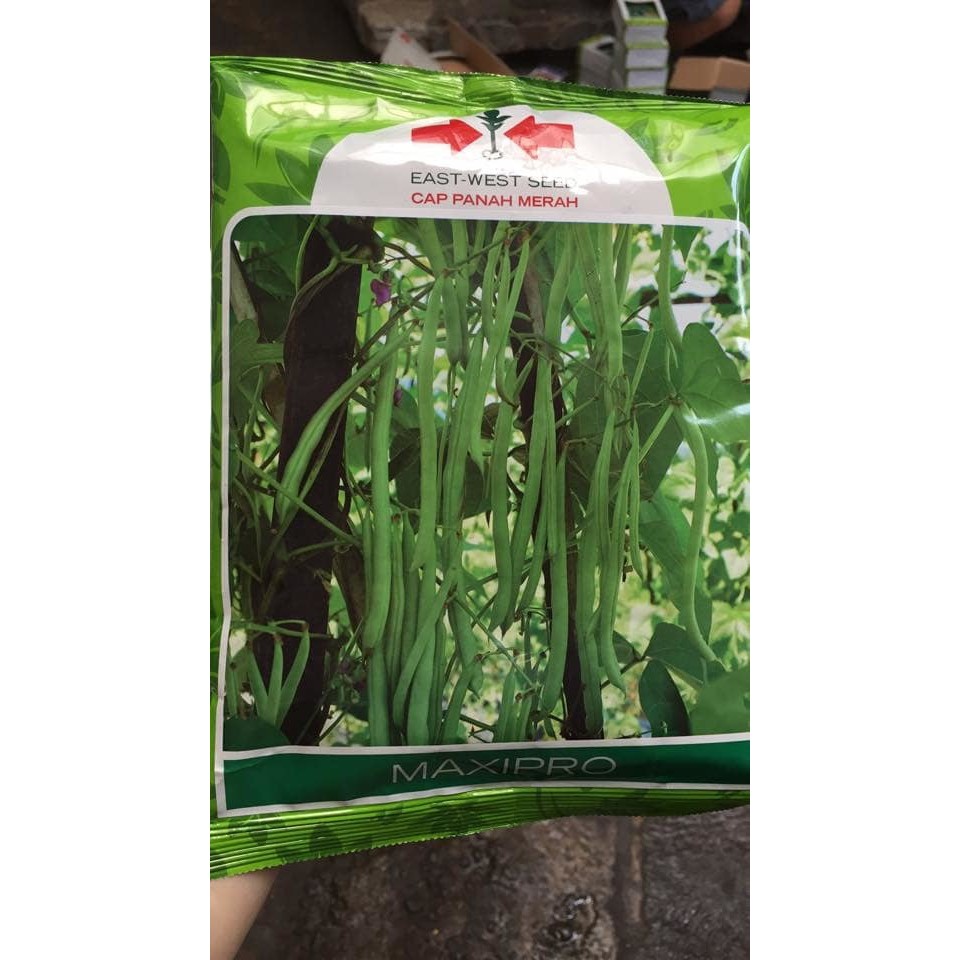 Benih Buncis Maxipro 500gr