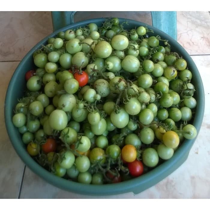 Benih Bibit Biji - Tomat Cherry Chung Rampai Merah Mini Tomato Seeds (Bisa untuk Dataran Rendah - Tinggi)