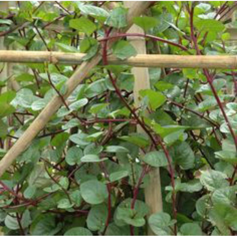 

Daun Binahong Merah Segar Langsung Di Petik