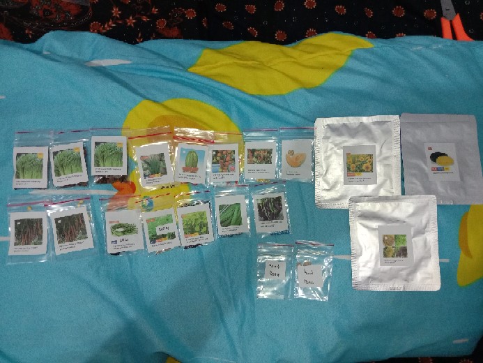 Biji Benih Tomat Tymoti F1