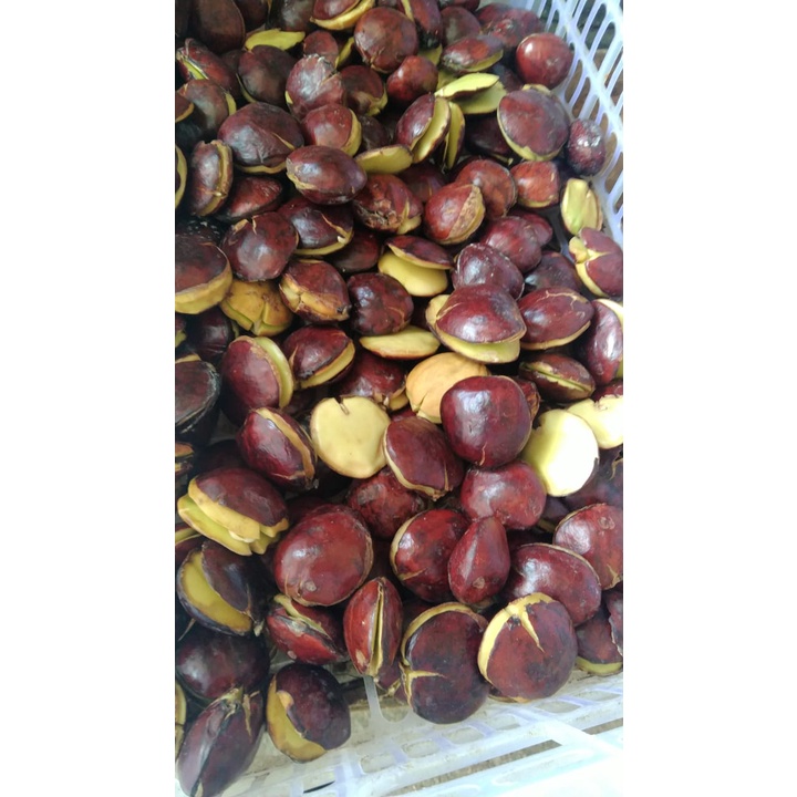 

Jengkol mentah berat 1 kg