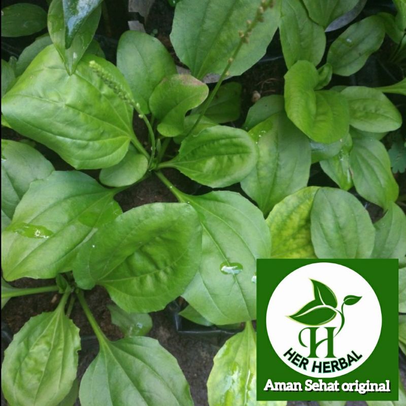 

herbal daun sendok atau tepung otot segar fresh petik