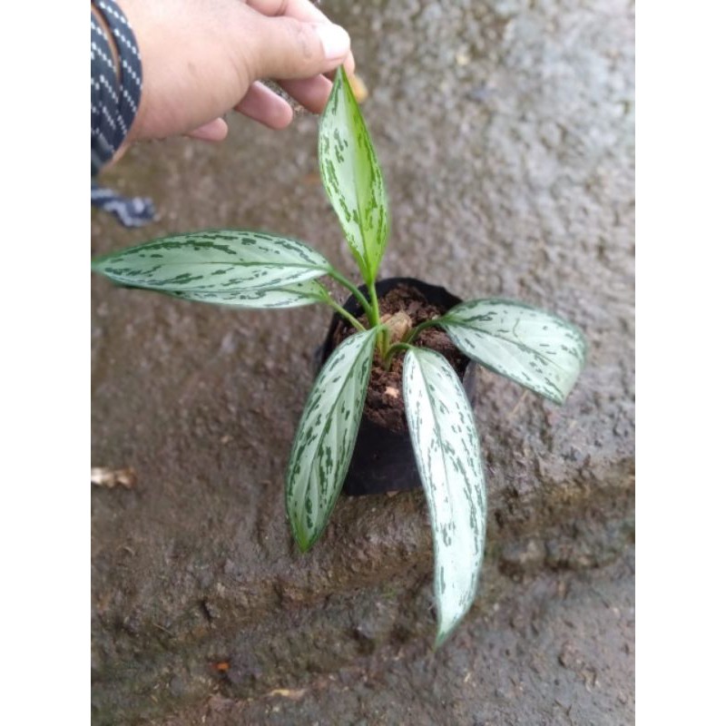 Tanaman hias aglonema buku ayam/belnceng bulu ayam tanaman hias pembersih udara