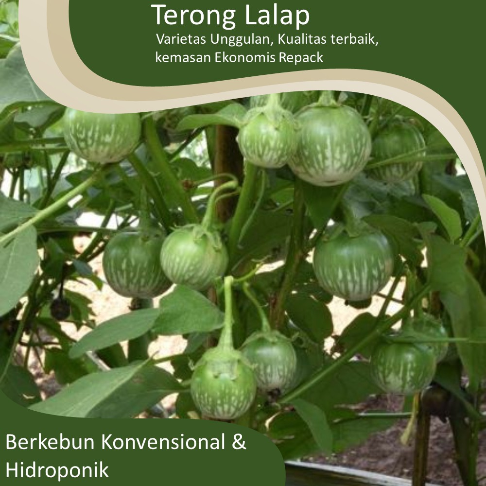 Benih Terong Lalap Hijau Bulat Kenari