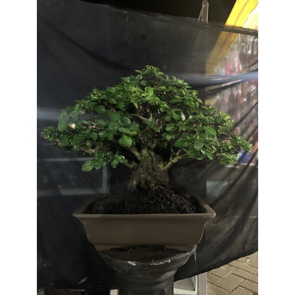 Bonsai Delima Batu