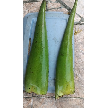 

daun lidah buaya segar/lidah buaya jumbo@500gr