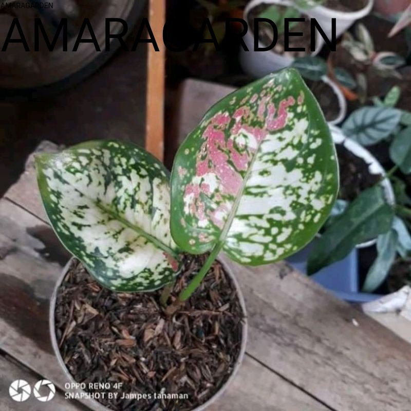Bibit Aglonema Tricolor Anakan