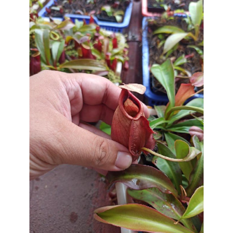 kantong semar nepenthes globosa hybrid giant
