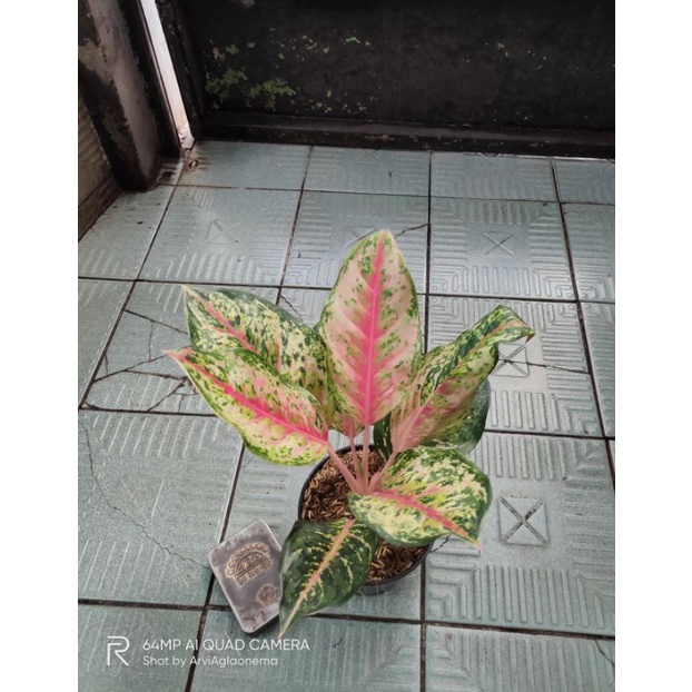 Aglaonema Sweetdream (anakan samping)