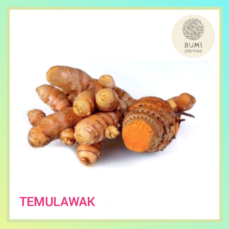 

Temulawak Segar 250 gram - Rempah Bumbu