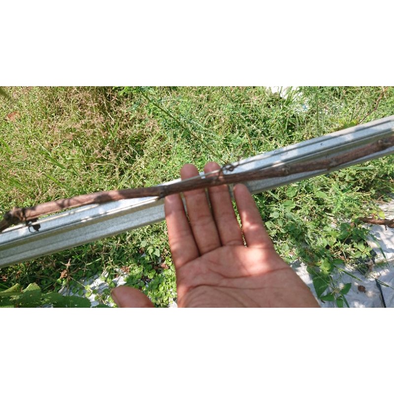 cutting rootstock ramsey valid