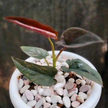 Tanaman hias Singonium black