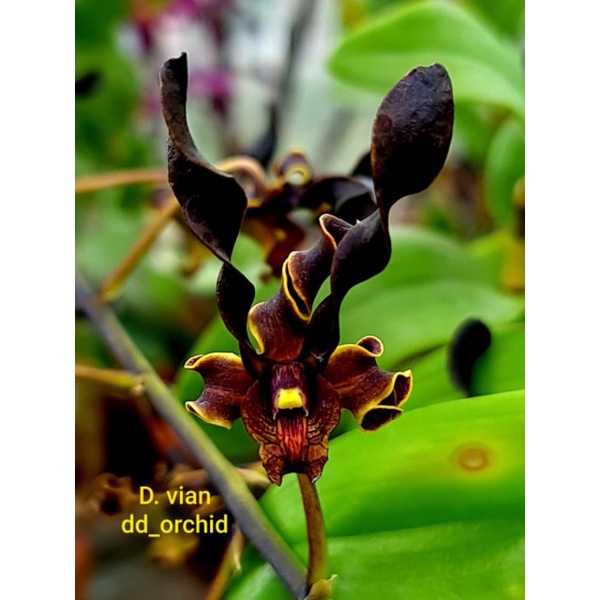 Anggrek Dendrobium black spider x vian