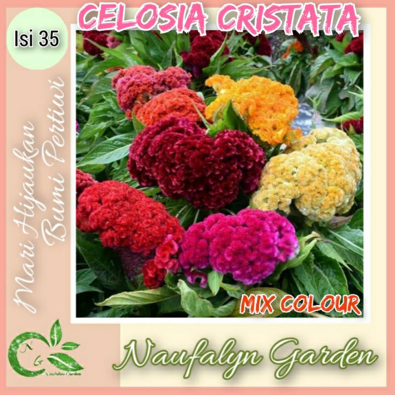 Jual Benih Bunga Celosia Cristata Coral Mix Warna Benih Biji Bibit Bunga Hias Taman Shopee