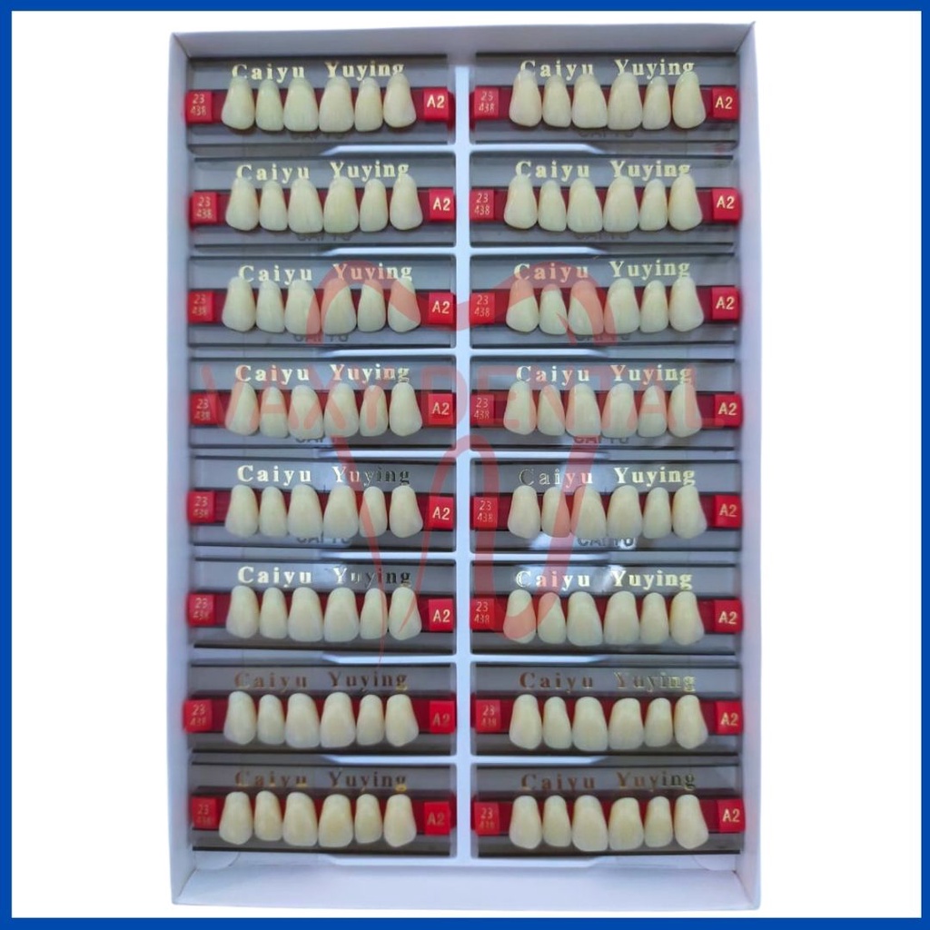 RB22 Gigi Caiyu Depan Atas 1 Box/Kotak/Dus Isi 16 Papan Gigi Palsu Merk Caiyu Yuying Cayu Anterior